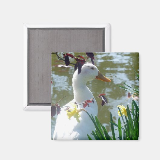 Witte stoot in Daffodils Magneet (Voorkant / Achterkant)