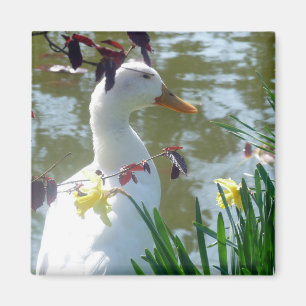 Witte stoot in Daffodils Magneet