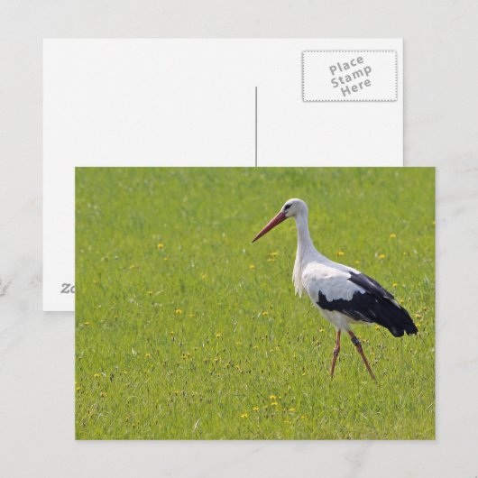 Witte storm op een weide briefkaart (Voorkant / Achterkant)