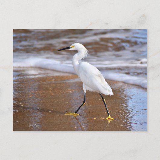Witte Strandreiger Vogel Kaarten Natuur Notitiekaa (Voorkant)