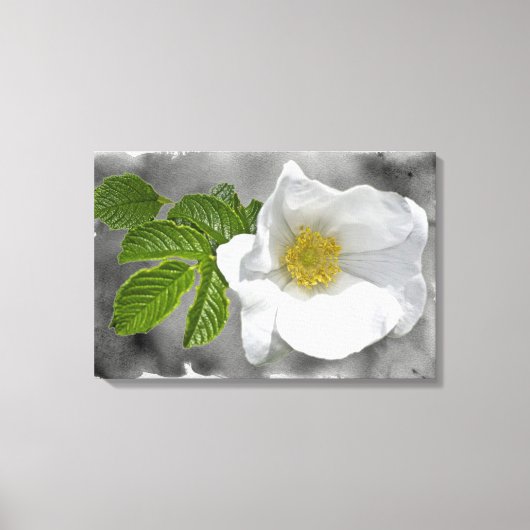 Witte strandroos wilde bloem canvas afdruk (Voorkant)