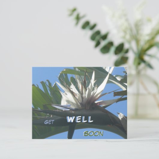 Witte Strelitzia Bloem Beterschap Ansichtkaart Briefkaart (Staand voorkant)