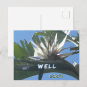 Witte Strelitzia Bloem Beterschap Ansichtkaart Briefkaart (Voorkant / Achterkant)