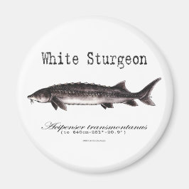 Witte Sturgeon Titelitems Magneet