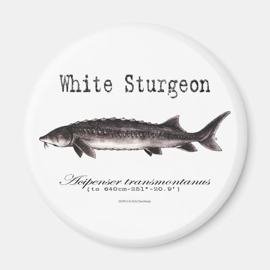 Witte Sturgeon Titelitems Magneet (Voorkant)