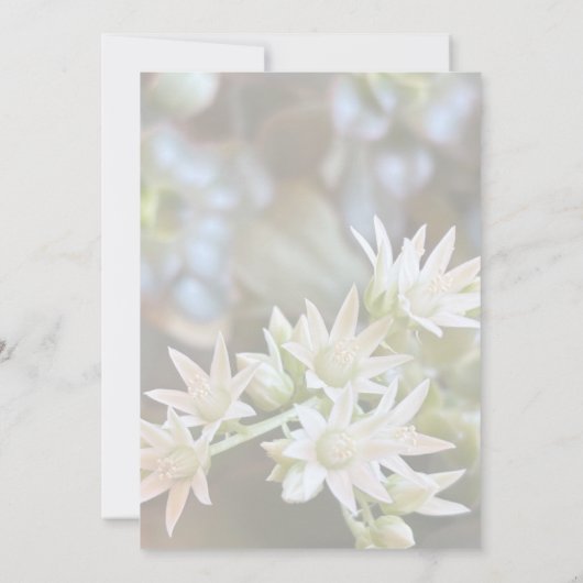Witte succulente bloemenachtergrond Vrijgezellenfe Kaart (Achterkant)