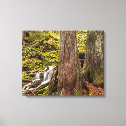 Witte takwaterval, Oregon Cascades, Oregon Canvas Afdruk (Voorkant)
