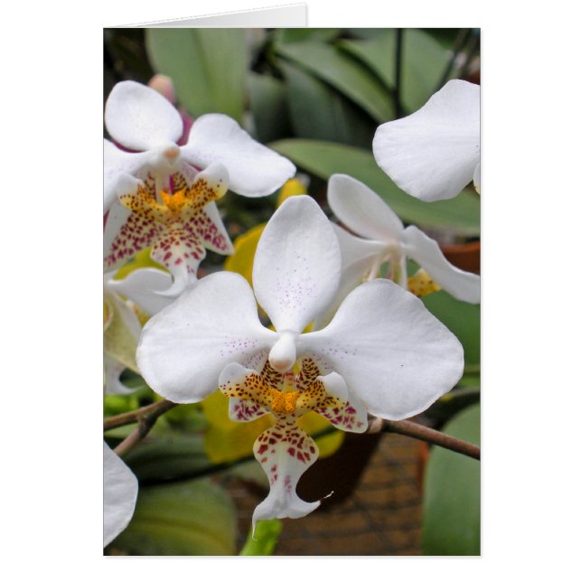 Witte tekeningen (Voorkant)