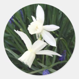 Witte Thalia Daffodils Classic Ronde Sticker