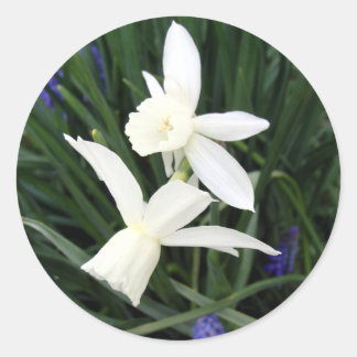 Witte Thalia Daffodils Classic Ronde Sticker