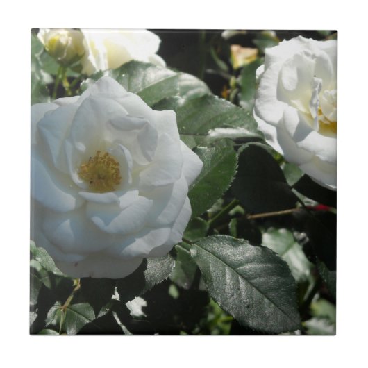 Witte Theerozen Tegeltje (Voorkant)