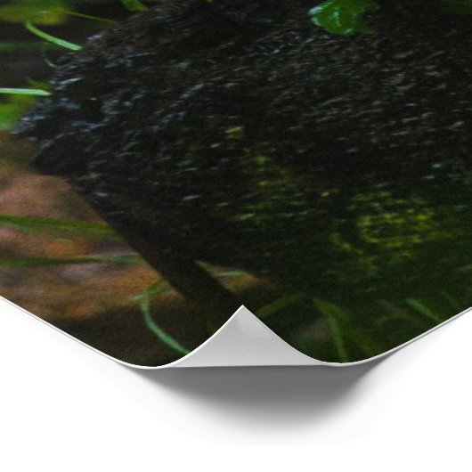 WITTE TIGER POSTER (Hoek)