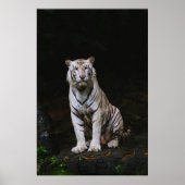 WITTE TIGER POSTER (Voorkant)