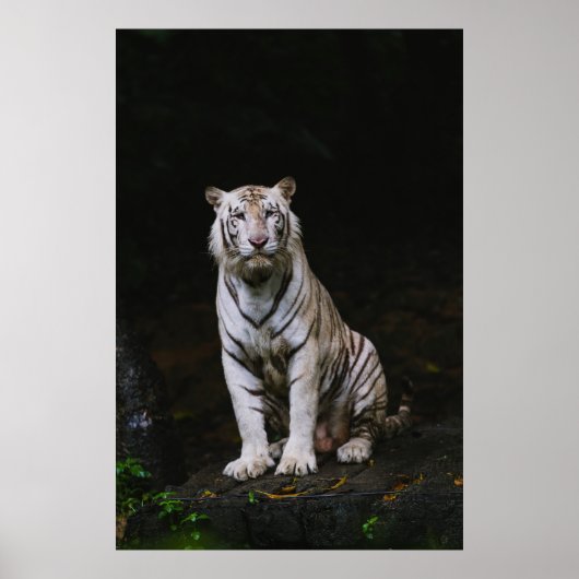 WITTE TIGER POSTER (Voorkant)