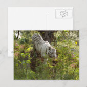 Witte tijger 010 briefkaart (Voorkant / Achterkant)