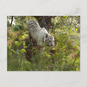 Witte tijger 010 briefkaart