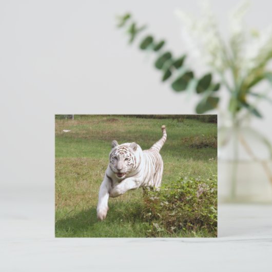 Witte tijger 3825e briefkaart (Staand voorkant)