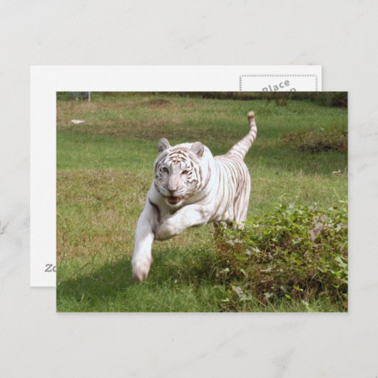 Witte tijger 3825e briefkaart (Voorkant / Achterkant)