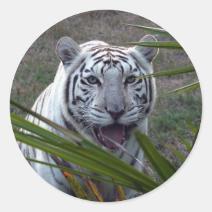 Witte Tijger_6170e Ronde Sticker