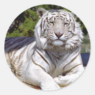 Witte Tijger 9 Stickers