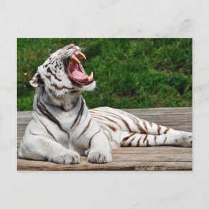 Witte Tijger, Bengaalse Tijger Briefkaart