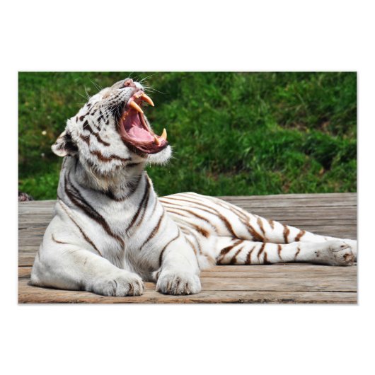 Witte Tijger, Bengaalse Tijger Foto Afdruk (Voorkant)