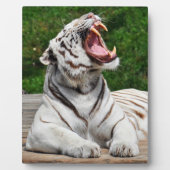 Witte Tijger, Bengaalse Tijger Foto Plaque Fotoplaat (Voorkant)