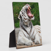 Witte Tijger, Bengaalse Tijger Foto Plaque Fotoplaat (Zijkant)