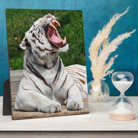 Witte Tijger, Bengaalse Tijger Foto Plaque Fotoplaat (Zijkant)