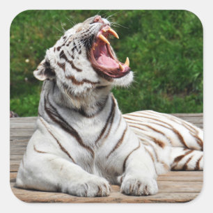 Witte Tijger, Bengaalse Tijger Sticker