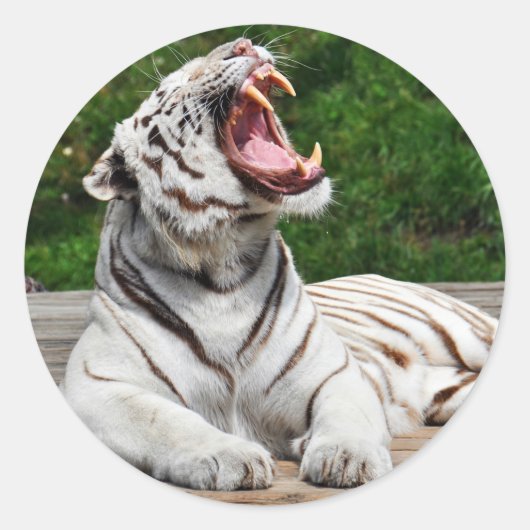 Witte Tijger, Bengaalse Tijger Sticker (Voorkant)