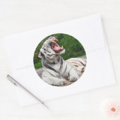 Witte Tijger, Bengaalse Tijger Sticker (Envelop)