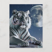 Witte tijger briefkaart (Voorkant)