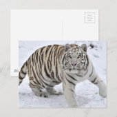 Witte tijger briefkaart (Voorkant / Achterkant)