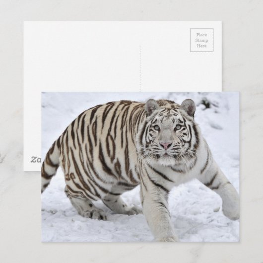 Witte tijger briefkaart (Voorkant / Achterkant)