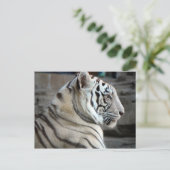 Witte tijger briefkaart (Staand voorkant)