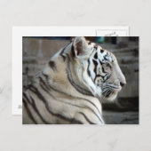 Witte tijger briefkaart (Voorkant / Achterkant)