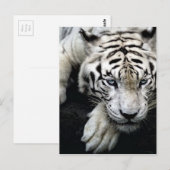 Witte tijger briefkaart (Voorkant / Achterkant)