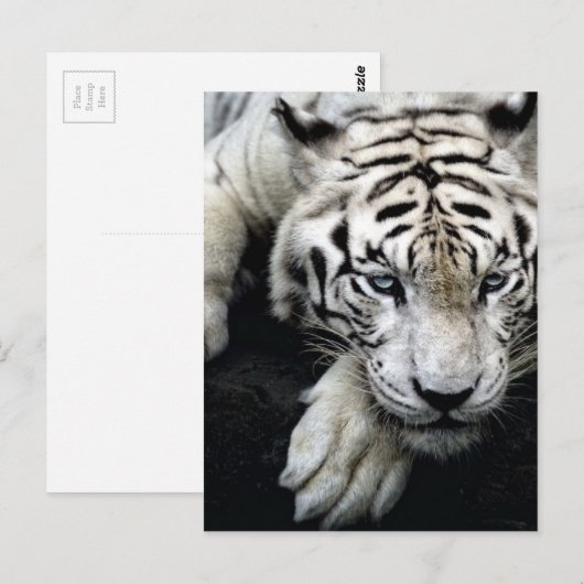 Witte tijger briefkaart (Voorkant / Achterkant)