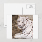 Witte tijger briefkaart (Voorkant / Achterkant)