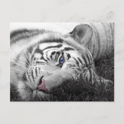 Witte tijger briefkaart (Voorkant)