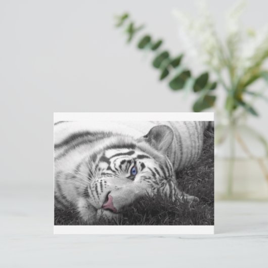 Witte tijger briefkaart (Staand voorkant)