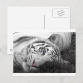 Witte tijger briefkaart (Voorkant / Achterkant)