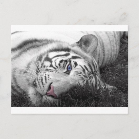 Witte tijger briefkaart (Voorkant)