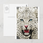 witte tijger briefkaart (Voorkant / Achterkant)