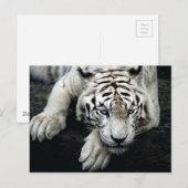 Witte tijger briefkaart (Voorkant / Achterkant)