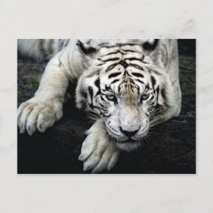 Witte tijger briefkaart