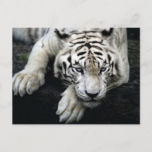 Witte tijger briefkaart (Voorkant)