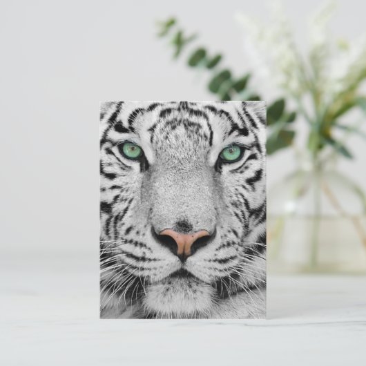 Witte Tijger Briefkaart (Staand voorkant)