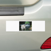 Witte tijger bumpersticker (Op auto)